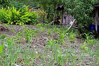 RG055 0039 Huerto Palma sola.jpg