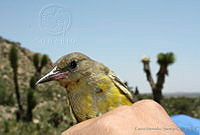 KMS0039 Icterus parisorum.jpg