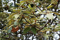 GFF0029 Quercus x dysophylla.JPG