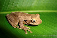 EGP0095 Smilisca baudinii.jpg
