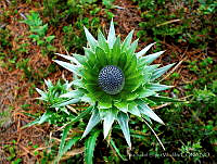 AILV001 __Eryngium sp..jpg