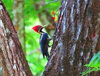 CMV01 Dryocopus lineatus.jpg