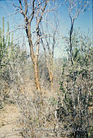 FGM2350 Bursera microphylla.JPG