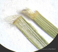 SL1556 Melinis repens.jpg