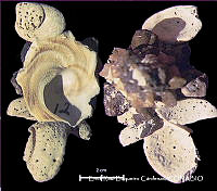 KT014 0637 Xenophora conchyliophora.JPG