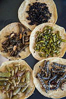 3R00698 Arsenura polyodonta. Atta mexicana, Zea mays.jpg