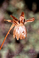 RBB0445 Dahlia coccinea.jpg