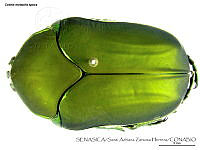 SAZH0179 Cotinis mutabilis ssp. typica.jpg