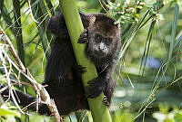 IMDOC1683 Alouatta palliata.jpg