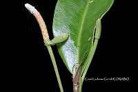 Zongo 0234 Anthurium sp..jpg