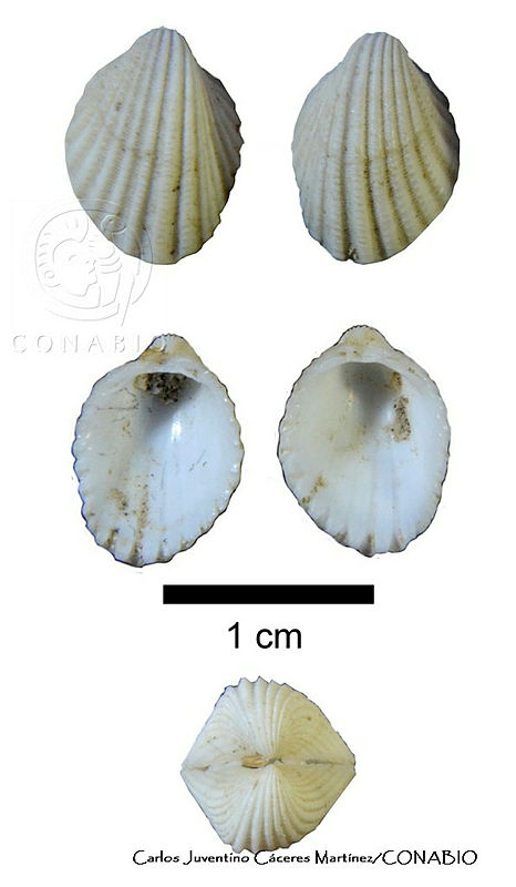 KT014%200188%20Apiocardia%20obovalis.JPG.rSft0bT1MYX1ReNhQA3g0JtbmFja29CbnFuZ3NAbXJ6LGtwZwA.VXz5ZQeg T