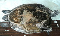 NE017 421 Dermatemys mawii.jpg