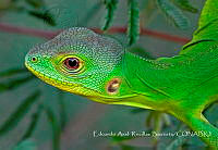 EARB003 Ctenosaura acanthura.jpg