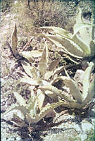 FGM1855 Agave marmorata.JPG