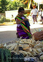 FBA0914 Zea mays.jpg