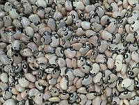 ZG014 0337 Phaseolus_lunatus.jpg