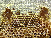 ZG017 0021 Apis melifera.jpg