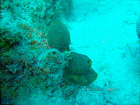 NE018 0979 Lysmata.jpg