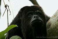 CNS0004 Alouatta villosa.jpg
