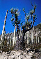 FGM2065 Beaucarnea gracilis.JPG