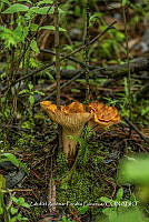 ZAPF 0649 Gomphus floccosus.jpg