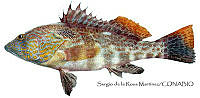 SRM0075 Paralabrax loro.jpg