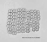 NE002 0062 Merismopedia glauca_40X_3.jpg