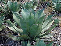 OTVBK029 3757 Agave salmiana.jpg