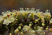 JF078 0157 Coccoloba uvifera.jpg