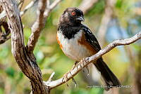 JRRO0402 Pipilo maculatus.jpg