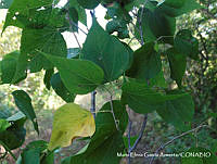 MEGA 0216 Gossypium aridum.JPG