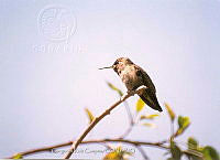 GRC0009 Calypte anna.jpg
