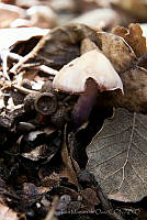 IMDOC1482 Fungi.jpg