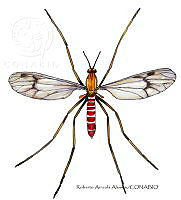 RAA0991 Dixidae.jpg