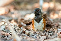 JRRO0538 Pipilo maculatus.jpg