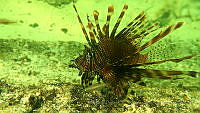 BDPyJCPP028 Pterois volitans.jpg