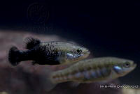 IMDOC2212 Allotoca dugesii.jpg