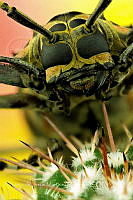 ADJMM003 Acrocinus sp..jpg