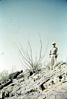 1309 Fouquieria splendens.jpg