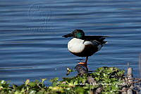 IMDOC3857 Spatula clypeata.jpg