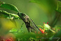 ACJ02 Ctenosaura pectinata.JPG