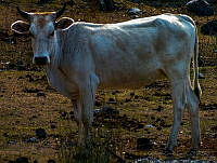 GGL01 Bos taurus.jpg