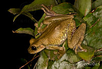 ECA0190 Charadrahyla taeniopus.jpg