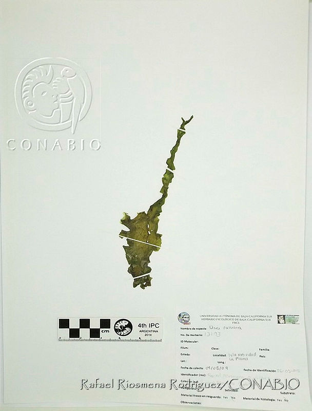 RRR0201%20Ulva%20fasciata.JPG.jCfr4Ir0Me2XSbNhQA3g0JtbmFja29CbnFuZ3NAbXJ6LGtwZwA.y v dbKLSa