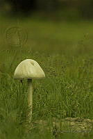 DO04 Agaricales sp..jpg