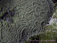 BFZ0022 Diploria labyrinthiformis.jpg