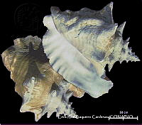 KT014 0536 Lobatus gigas.JPG