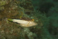 IDG1700 Canthigaster rostrata.jpg