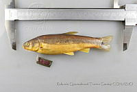 RQTG0605 Algansea tincella.jpg