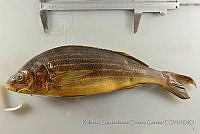 RQTG1352 Microlepidotus inornatus.jpg